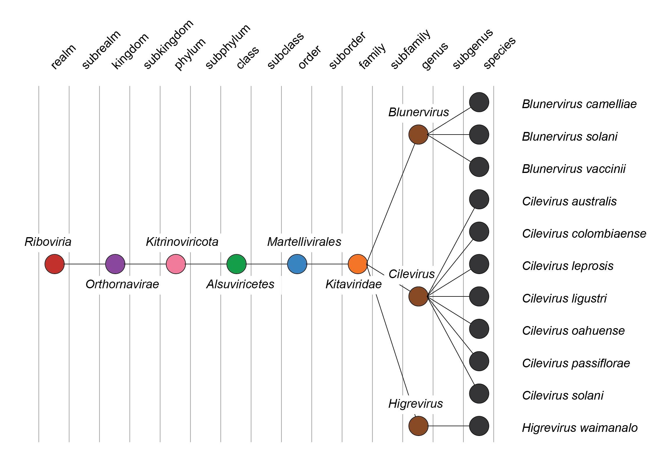 Kitaviridae taxonomy