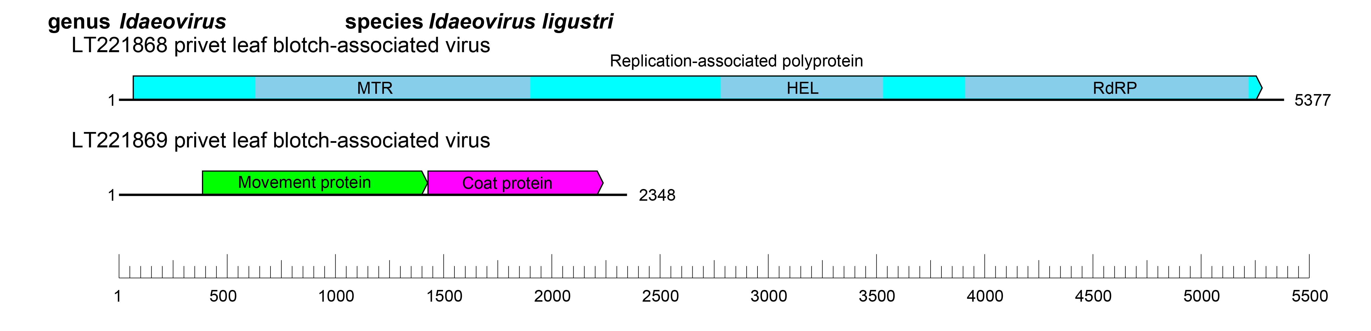 Mayoviridae genome