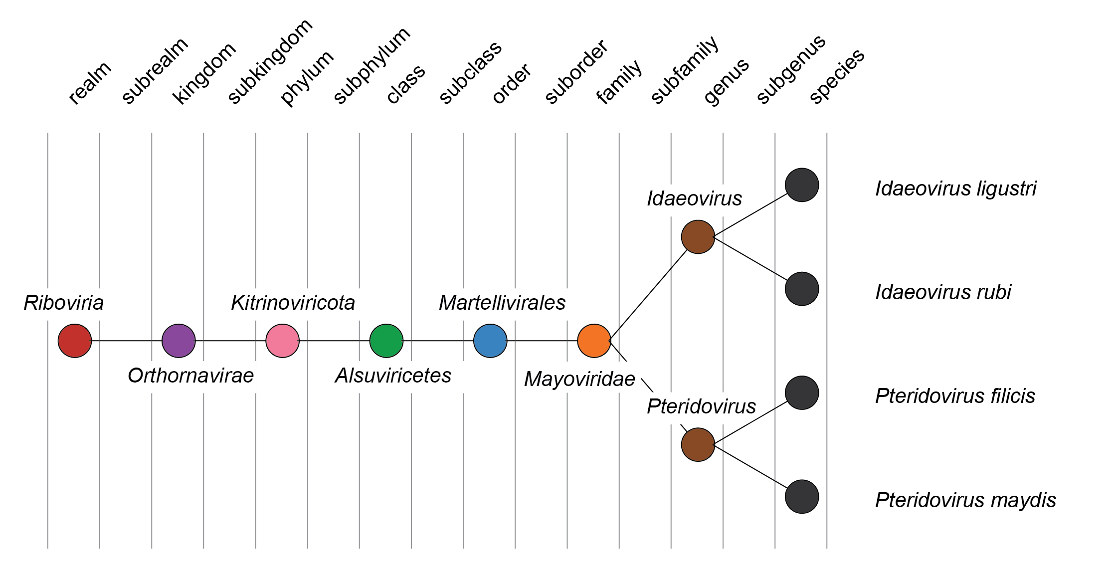 Mayoviridae taxonomy