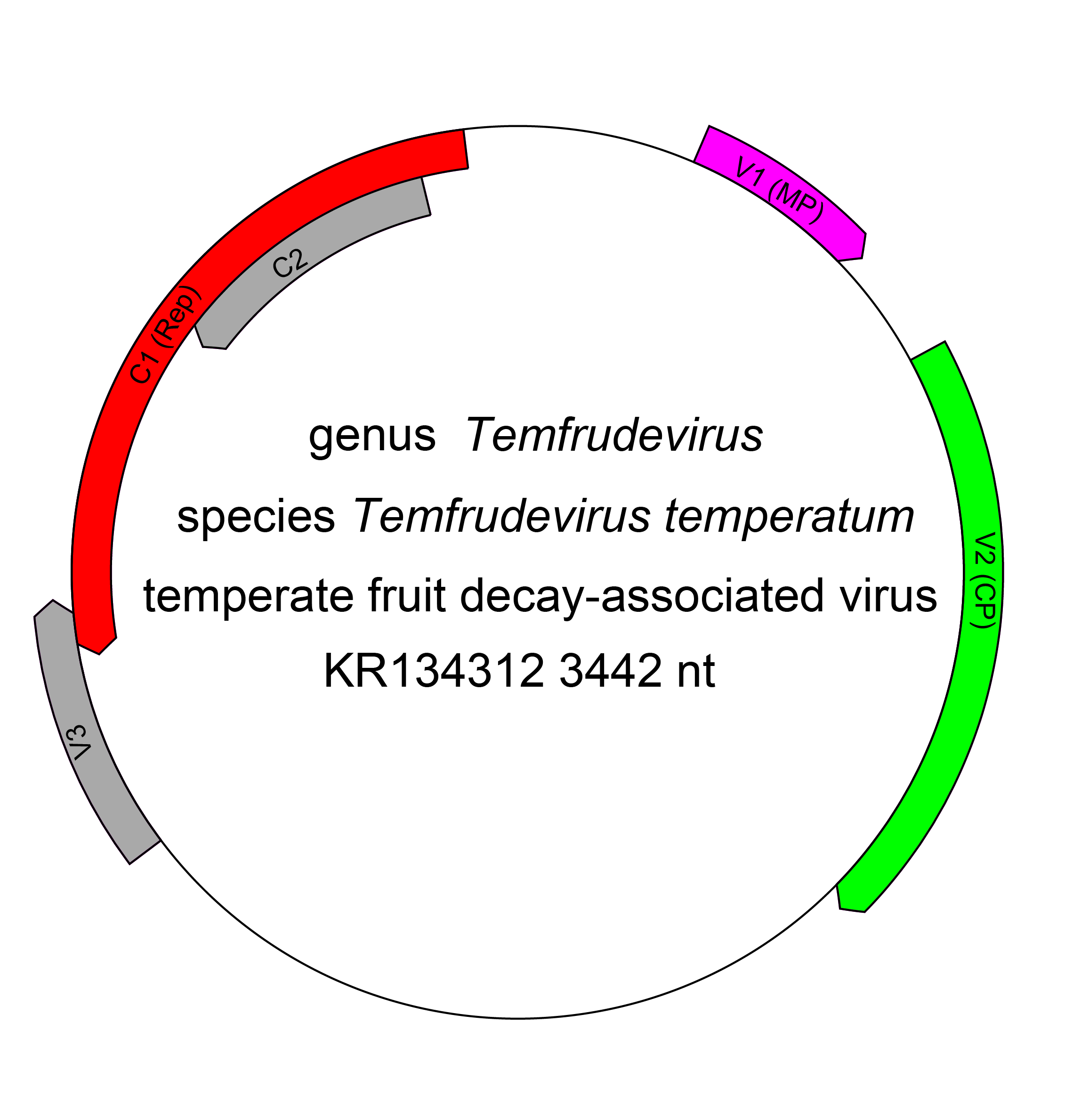 Amesuviridae genome