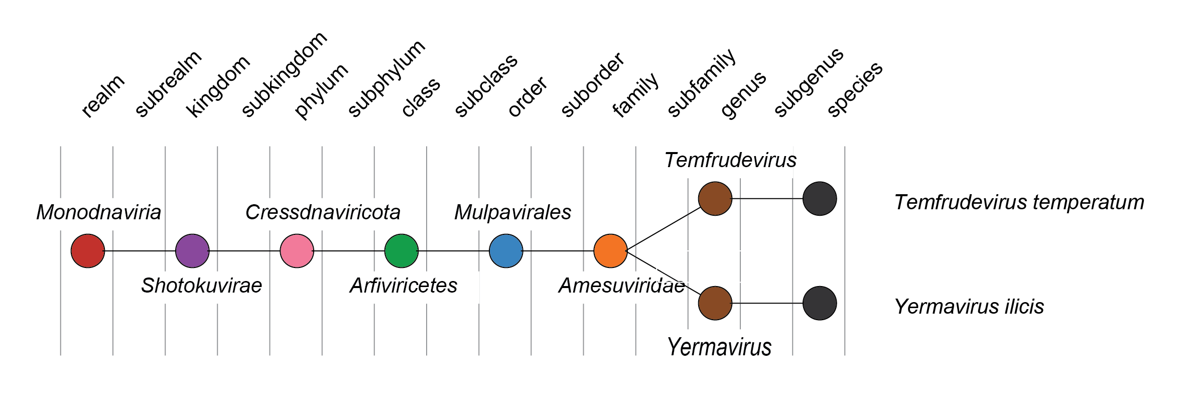 Amesuviridae taxonomy