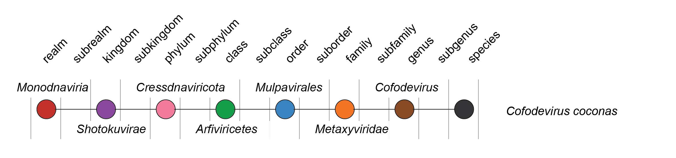 Metaxyviridae taxonomy