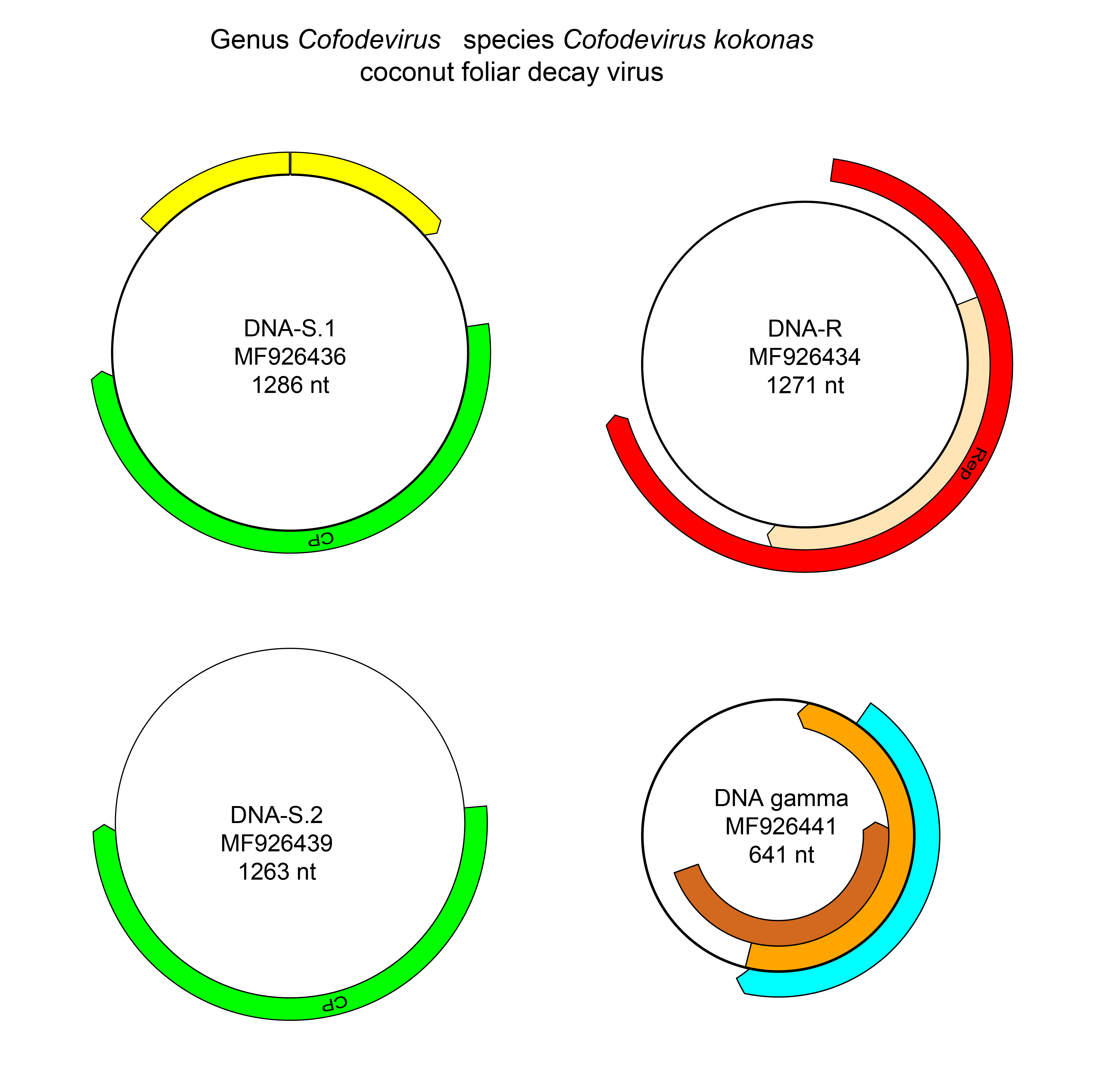 Metaxyviridae genome