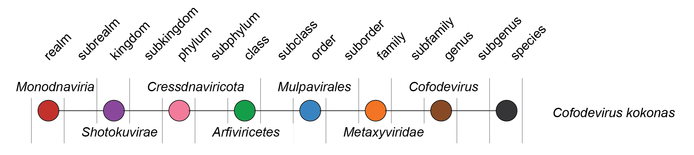 Metaxyviridae taxonomy