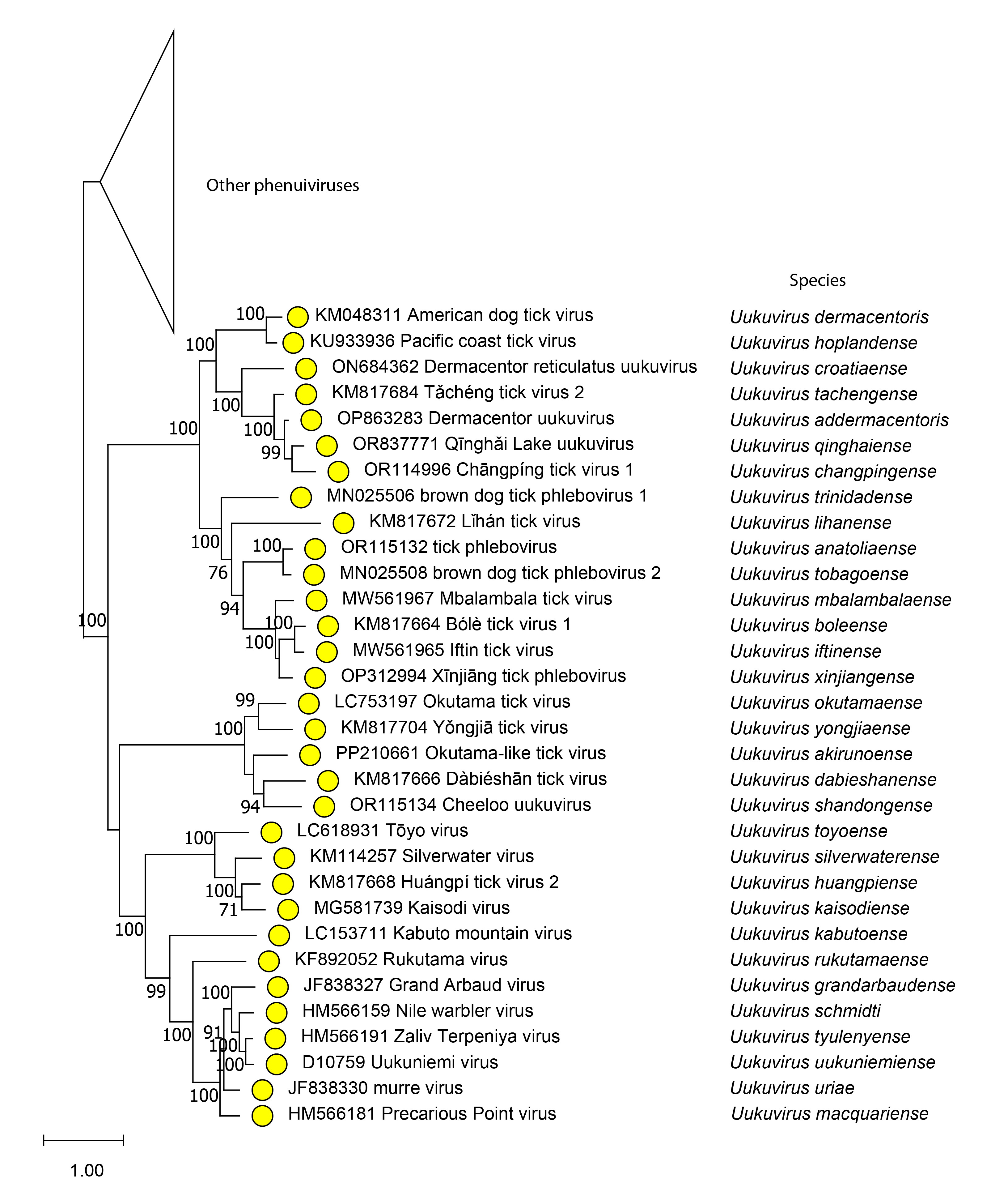 Uukuvirus phylogeny