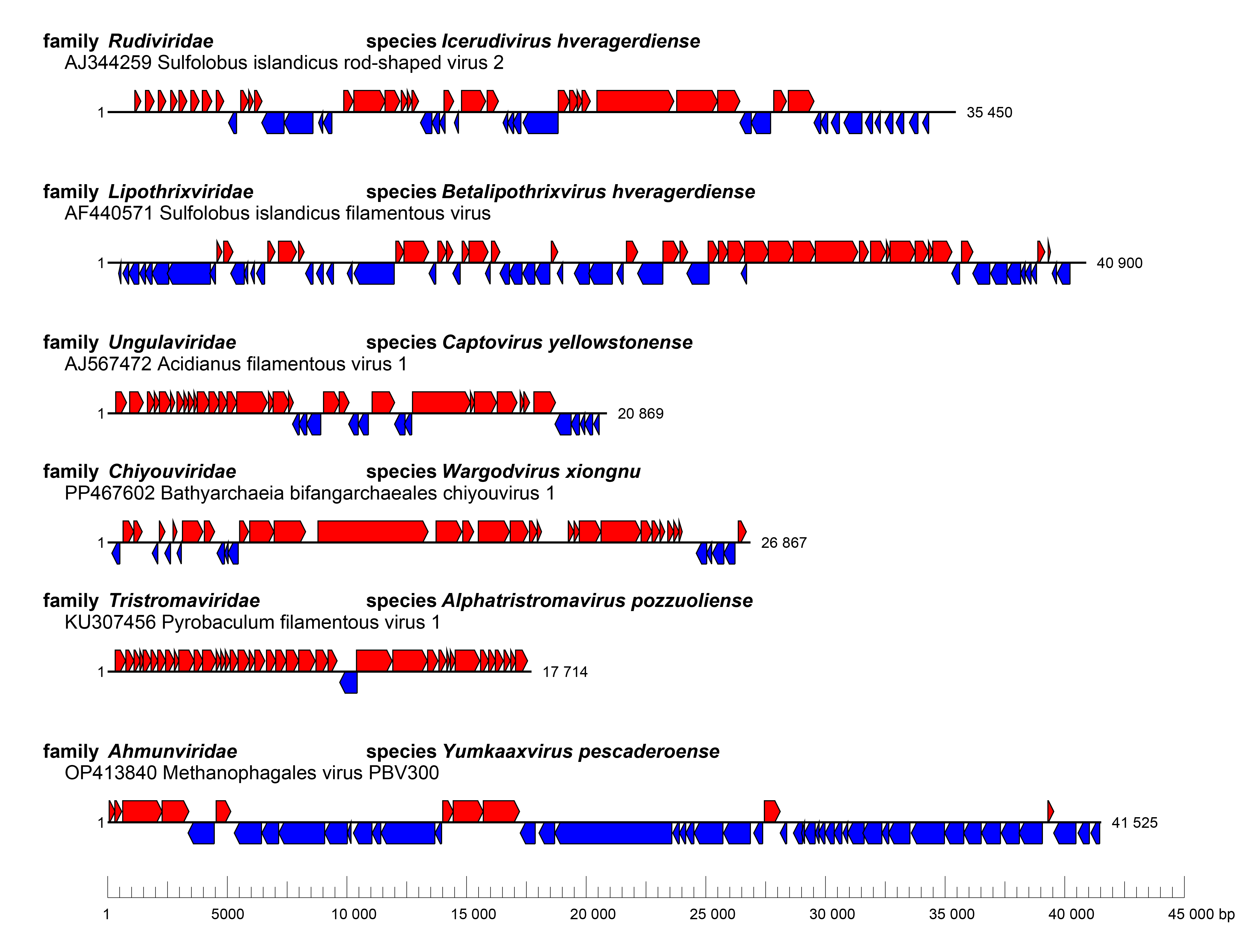 Adnaviria genome