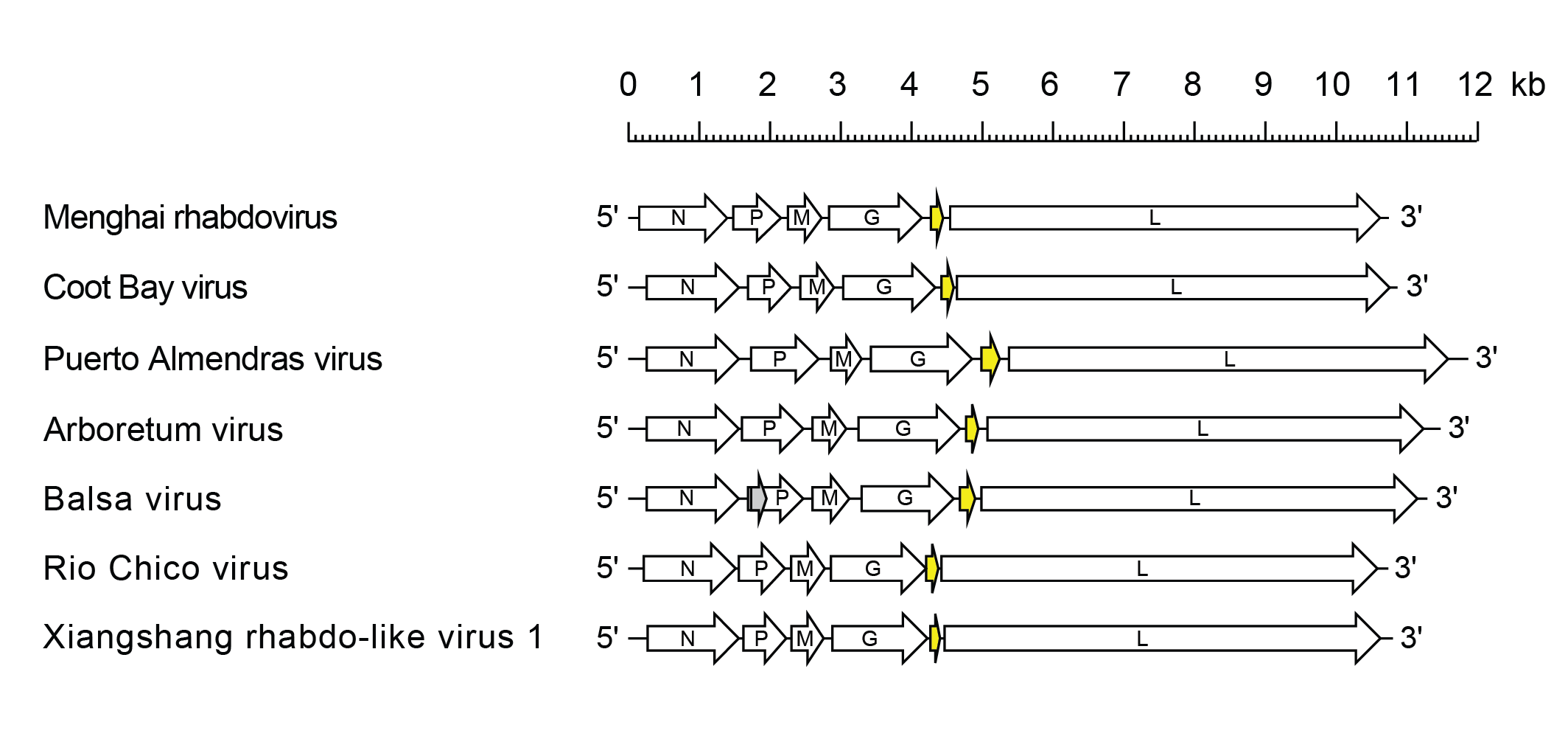 Almendrhavirus genome 