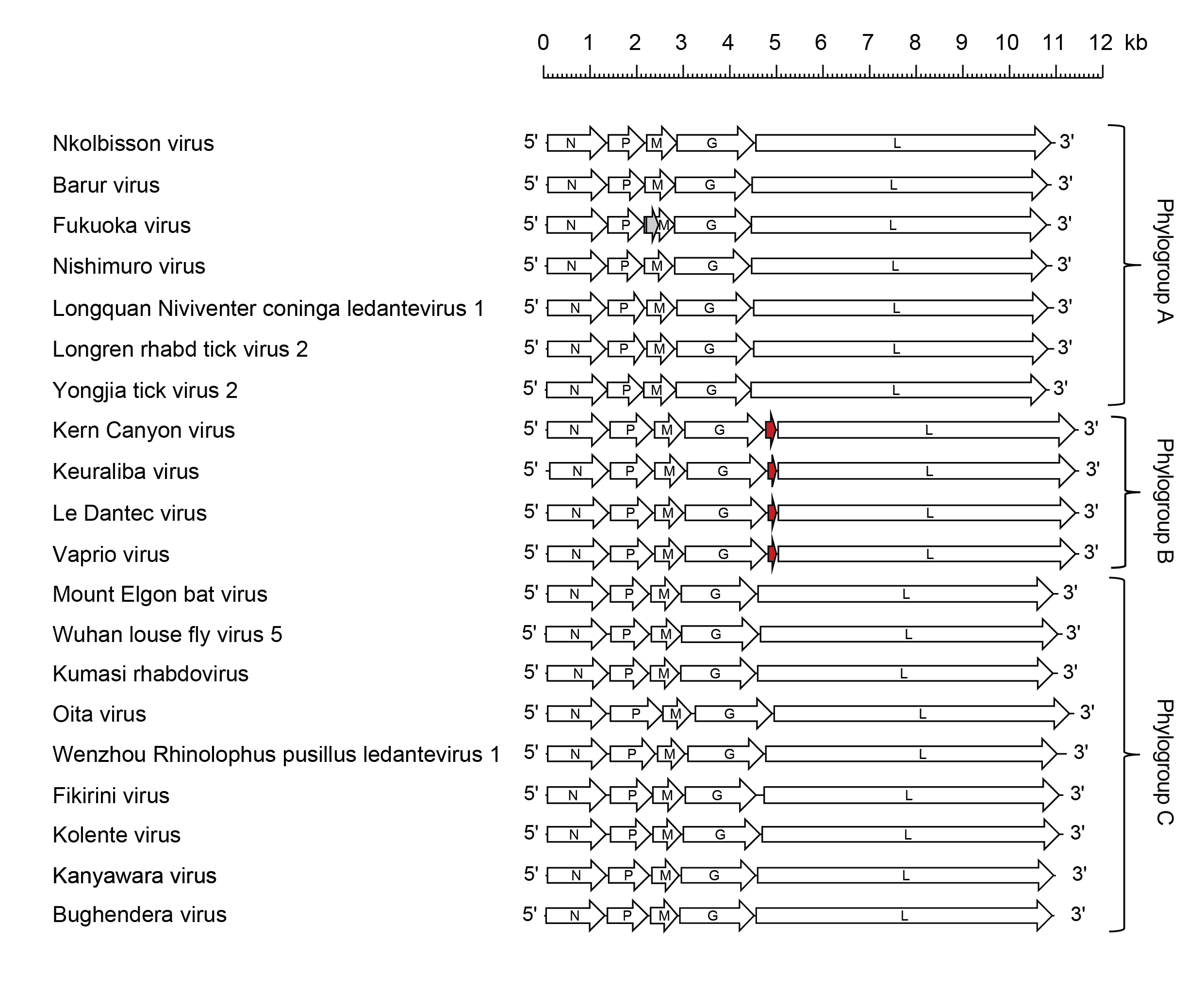 Ledantevirus genome