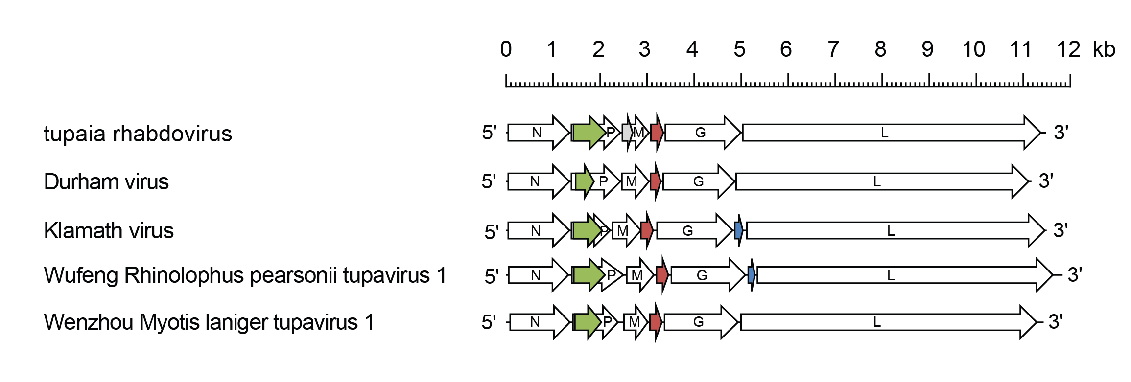 Tupavirus genome
