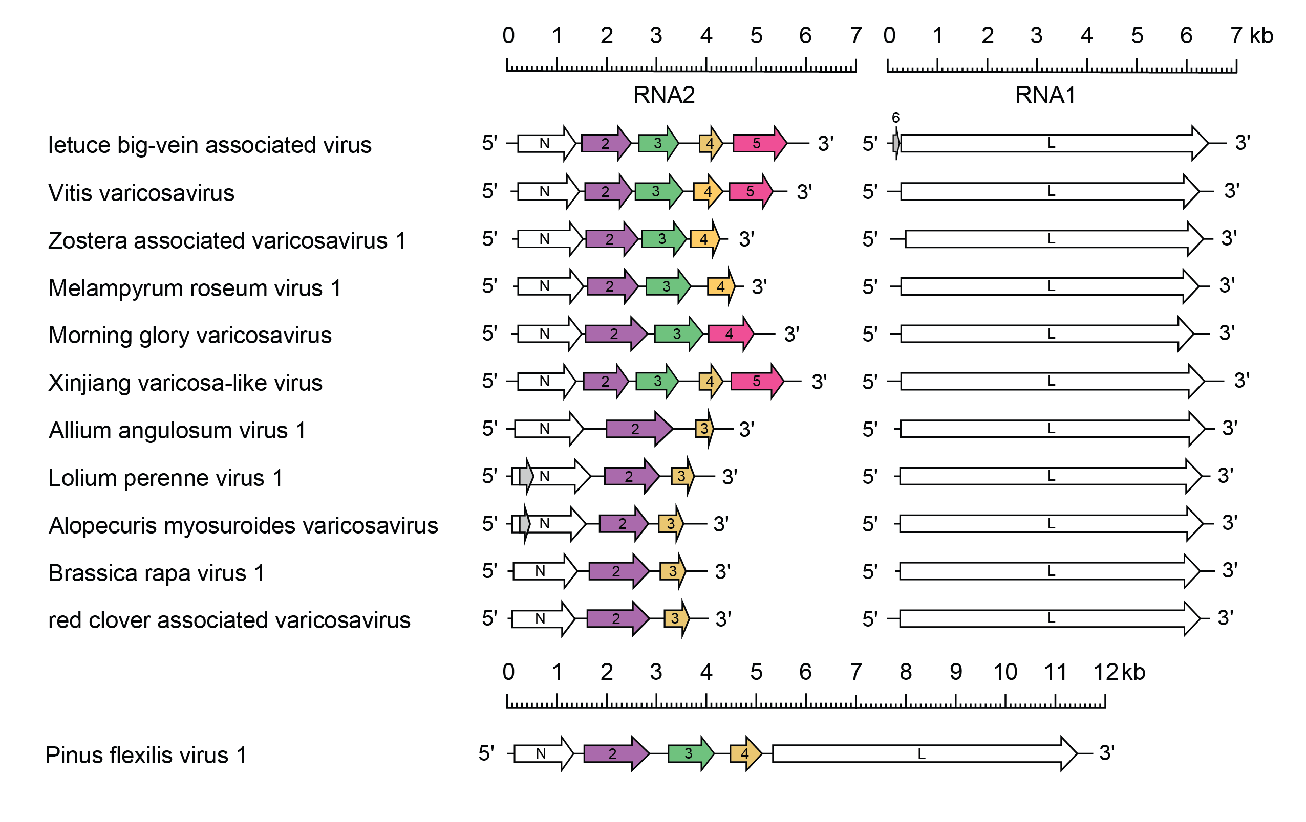 Varicosavirus genome