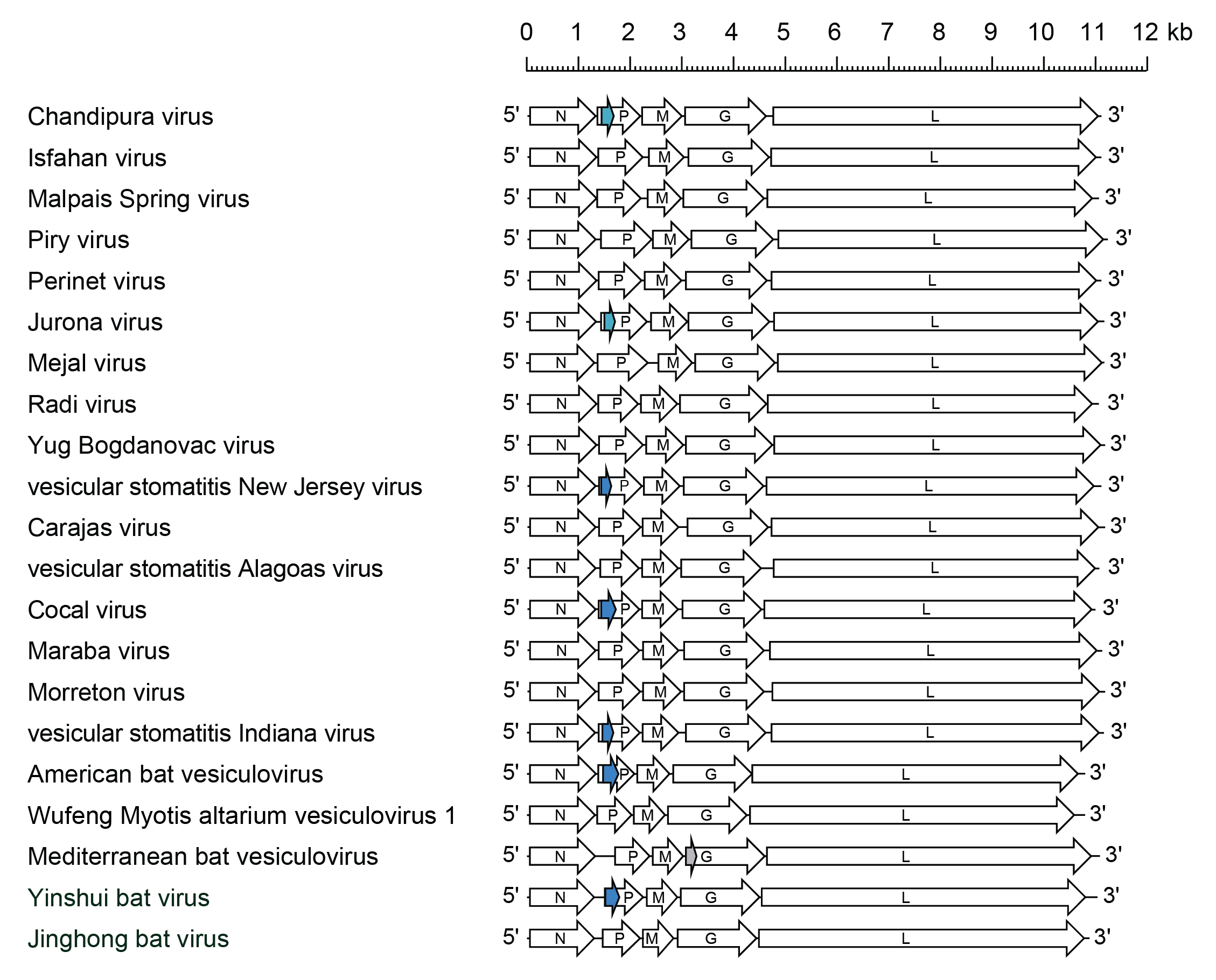 Vesiculovirus genome