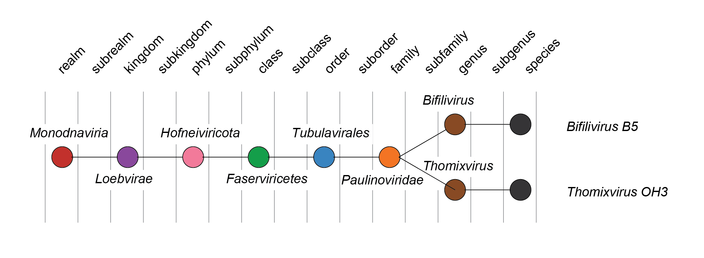 Paulinoviridae taxonomy