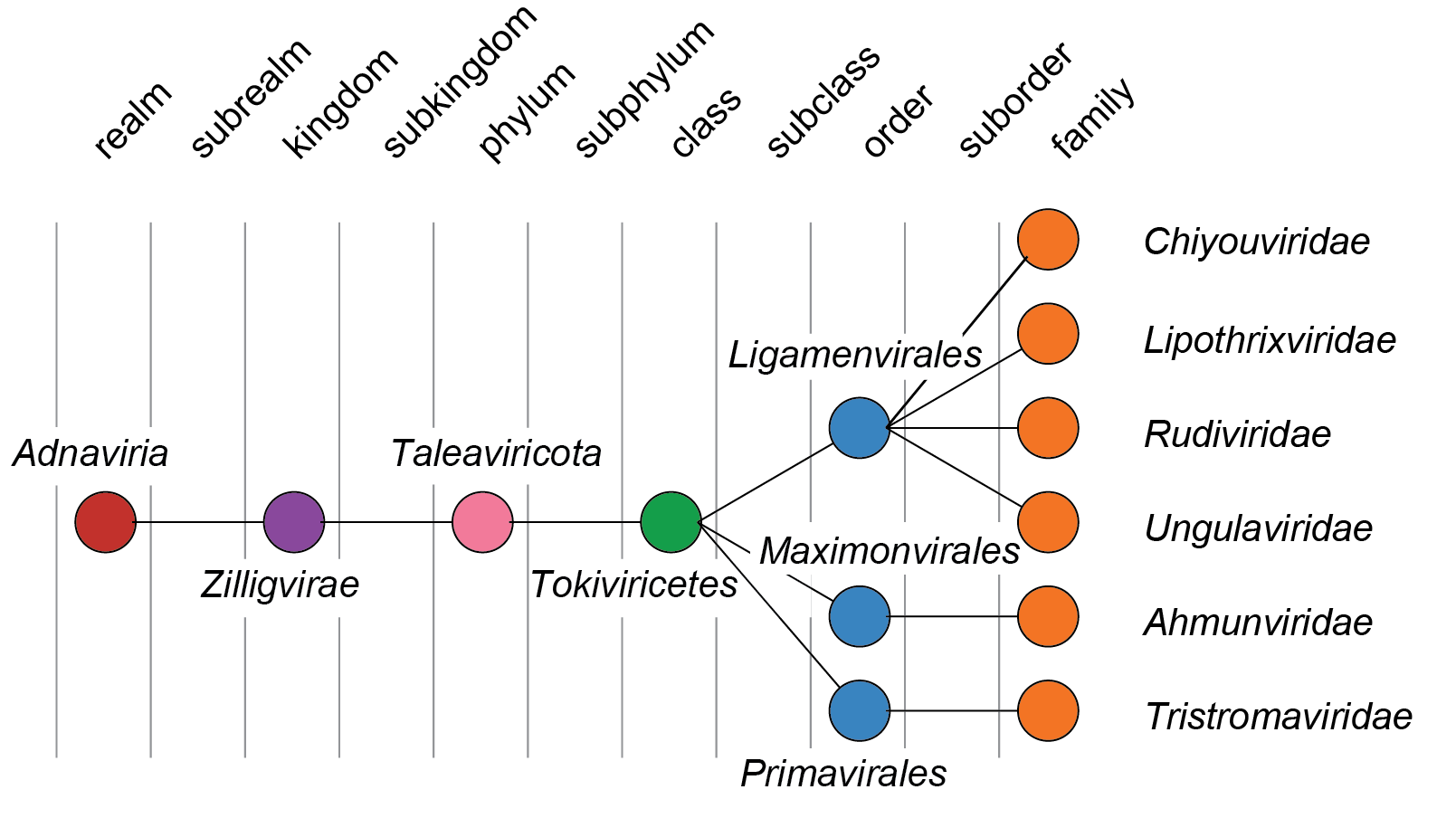 Adnaviria taxonomy